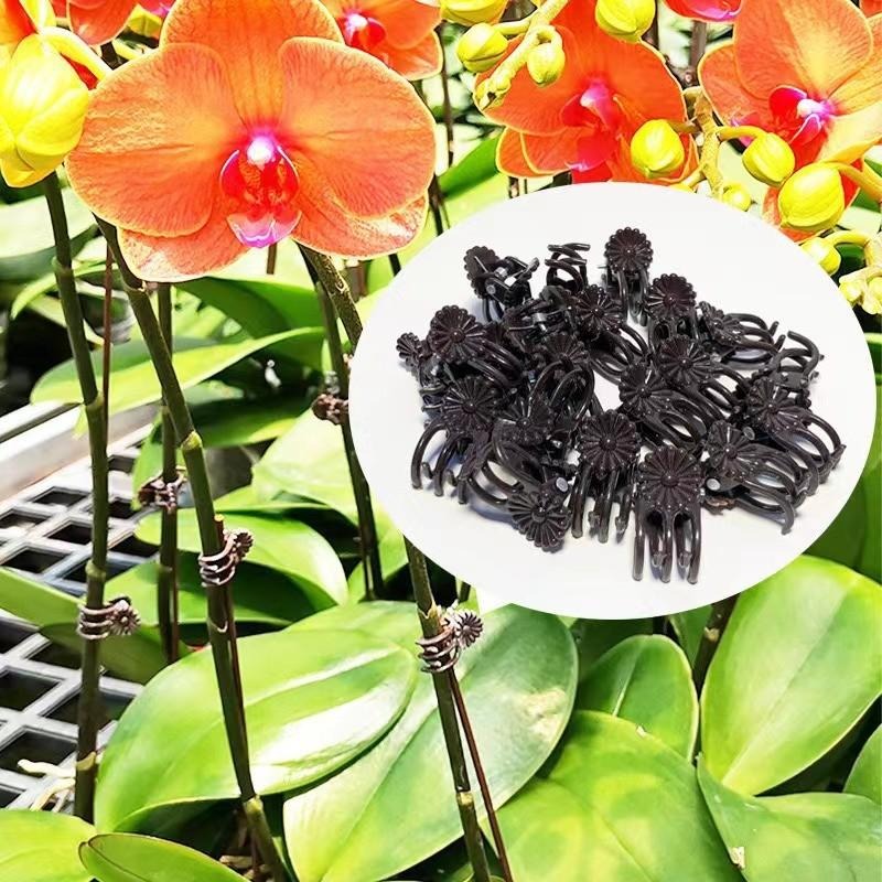 Wholesale Mini Plant Support C - Vine Climbing Plastic avaliação e preço