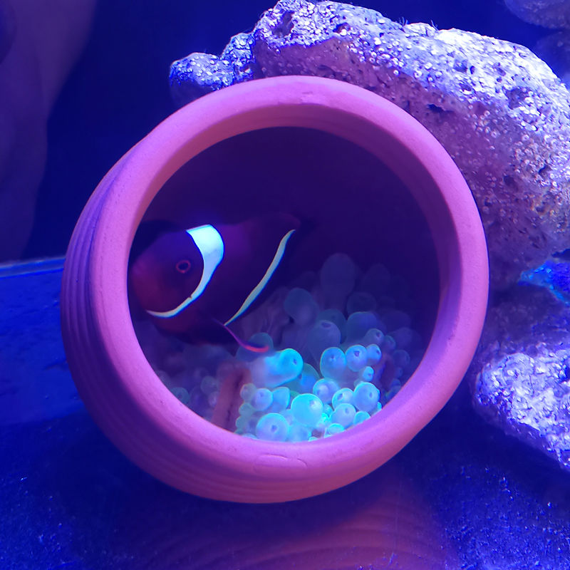 Ceramics Jar Fish Tank Decorat - Hide Cave Ceramic avaliação e preço