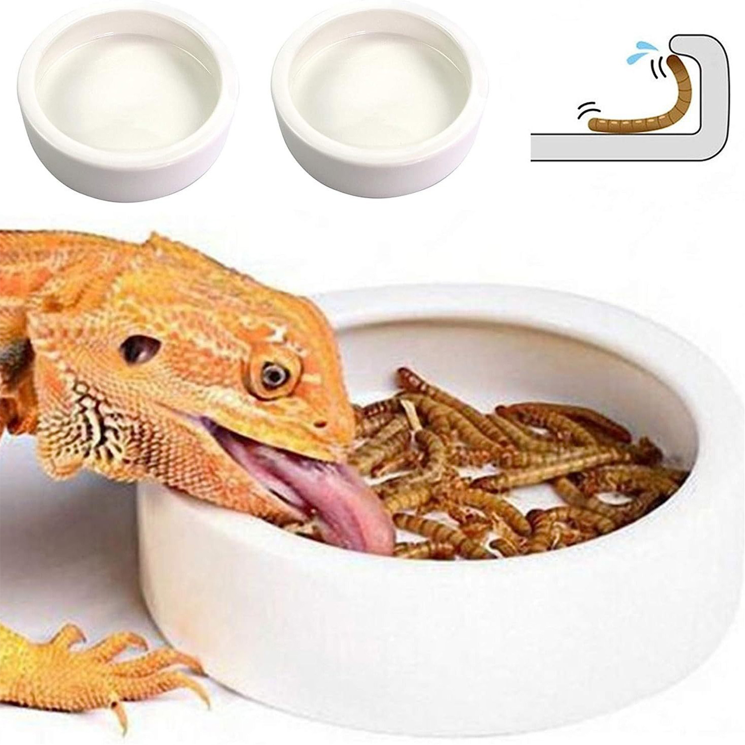 Reptile Food Bowl Feeding and  - Water Dish Reptile avaliação e preço