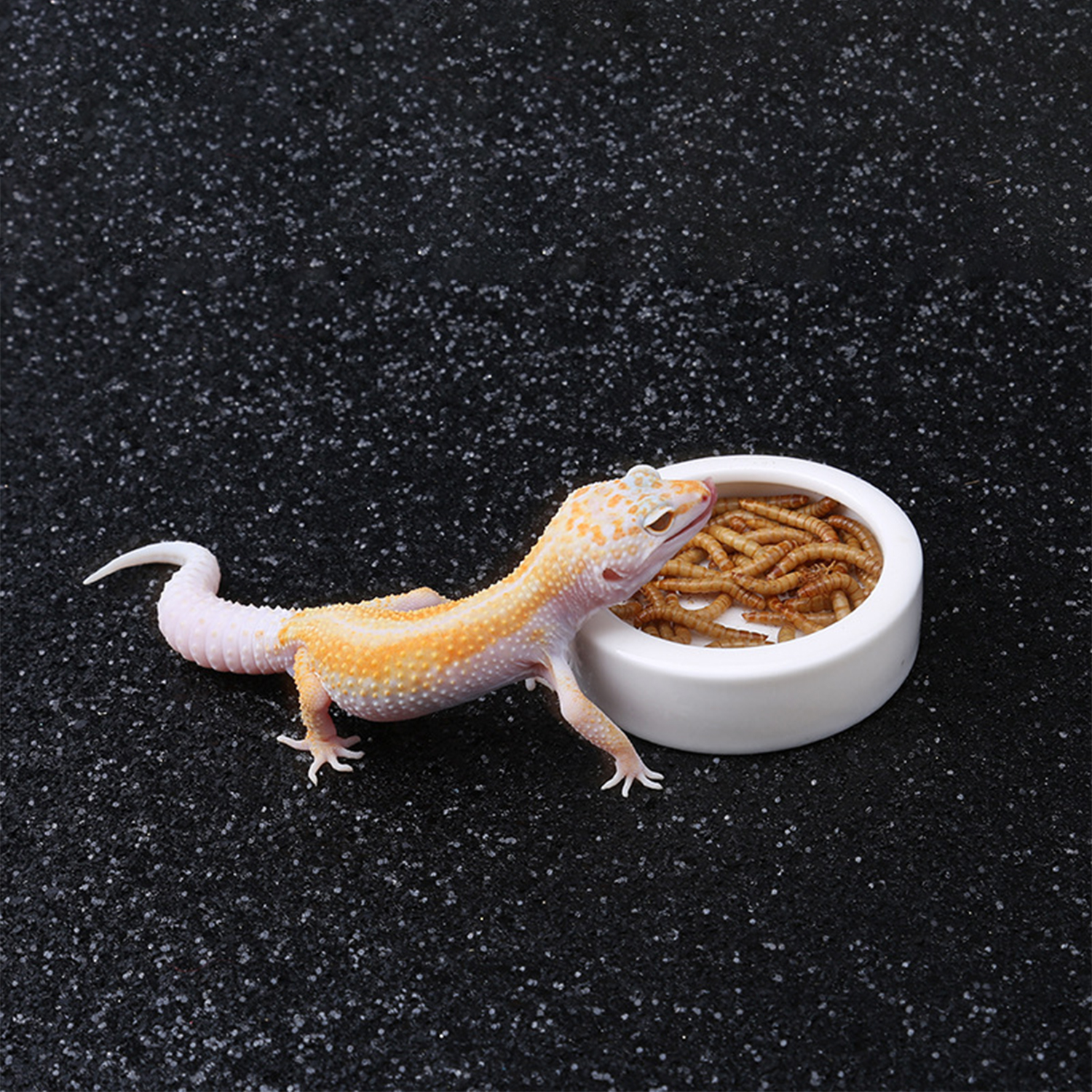Reptile Food Bowl Feeding and  - Water Dish Reptile avaliação e preço