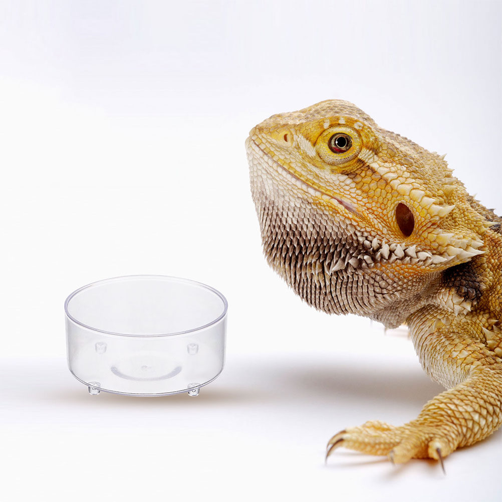 10Pcs Acrylic Reptile Food Dis - Water Dish Reptile avaliação e preço