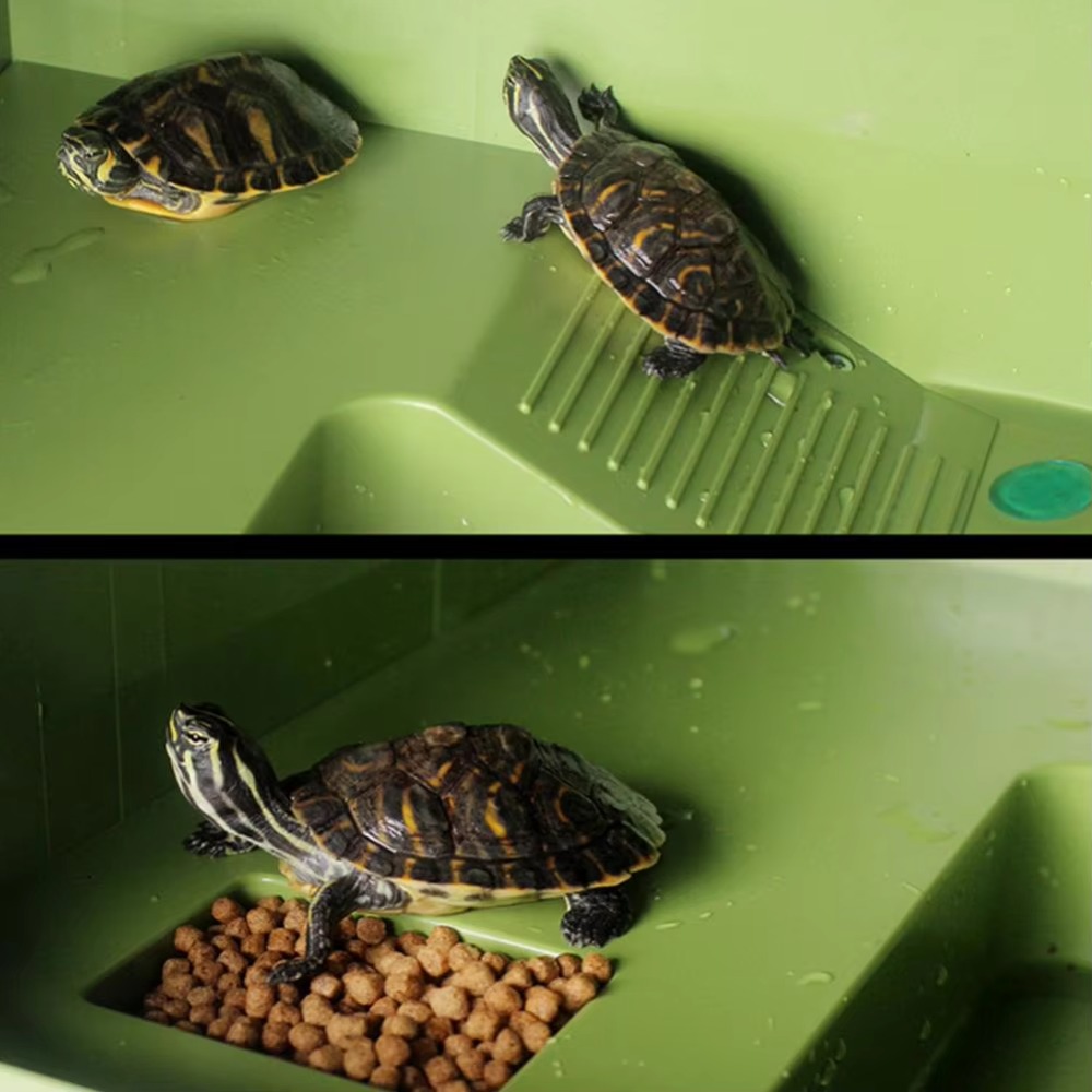 Water Land Slope Box Feeding C - Water Dish Reptile avaliação e preço
